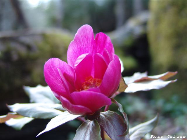 Peonie del Parco del Gennargentu (NU) - Paeonia morisii